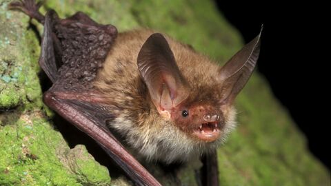 Bechsteinfledermaus