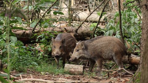 Wildschweine