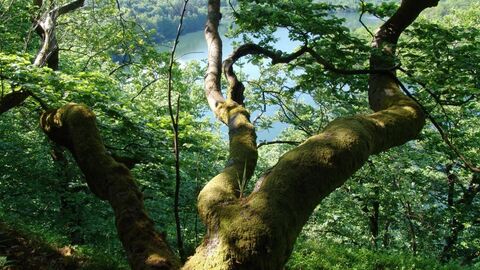 Einblick in die Weltnaturerbefläche