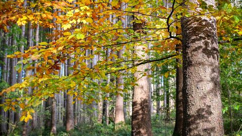 Wald im Herbst Wald im Herbst