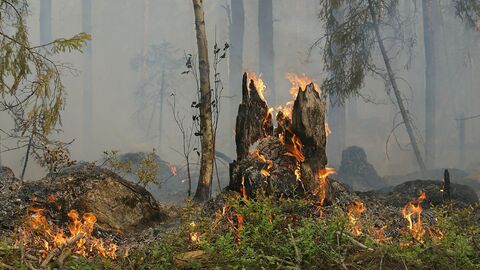 Waldbrand Waldbrand