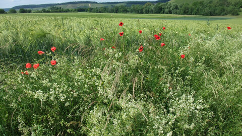 Gerstenfeld Gerstenfeld