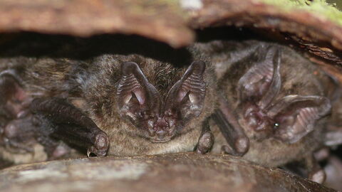 Mopsfledermaus