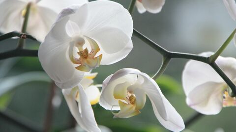 Orchidee