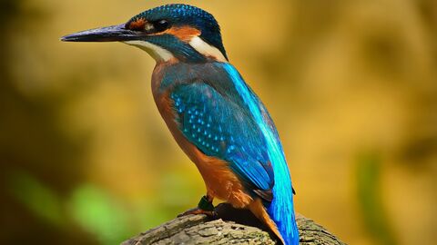 Eisvogel Eisvogel auf einem Baumstumpf