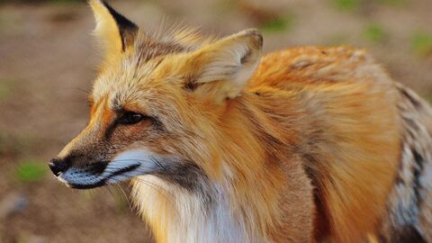Fuchs