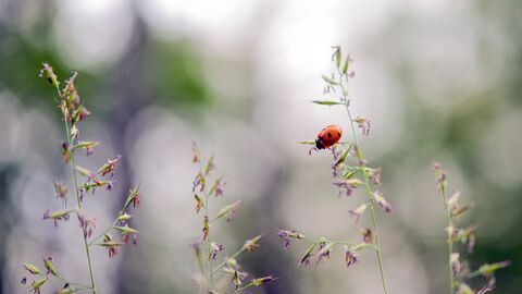 Marienkäfer Marienkäfer auf einem Grashalm