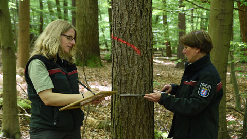 Zwei Personen vermessen einen Baumstamm.