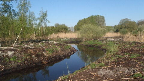 Wiedervernässtes Moor in der Natur.