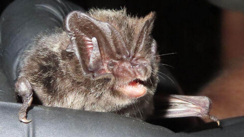 Eine Fledermaus
