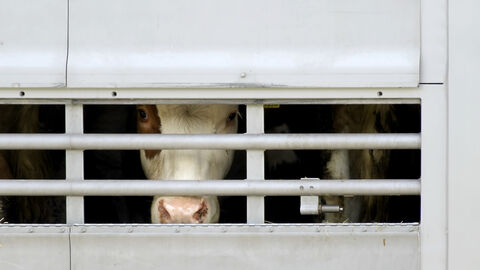 Tiertransporte Kuh auf einem Tiertransport