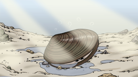 Zeichnung einer Bachmuschel am Bachgrund