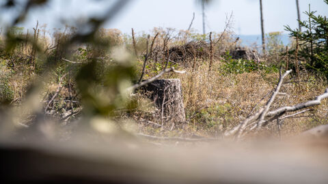 Von Dürre und Sturm zerstörter Wald