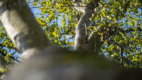 Wald der Zukunft Baum aus der Froschperspektive gen Himmel