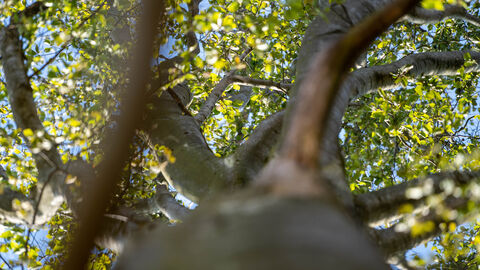 Blick in die Baumkrone