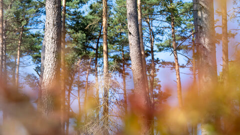 Wald in Hessen Waldaufnahme aus der Froschperspektive