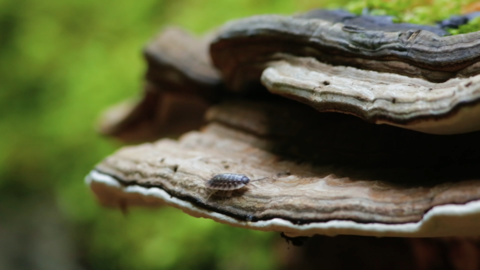 Artenvielfalt im Nationalpark Ein Käfer sitzt auf einem Baumpilz