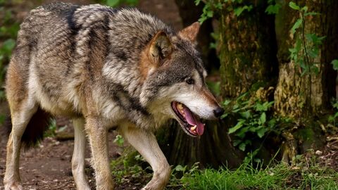 Wolf läuft durch den Wald