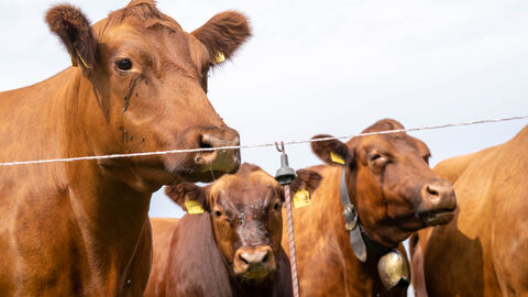 Als hessische Landesregierung unterstützen wir hofnahe Schlachtungen und ersparen Tieren damit unnötige Transportwege und Stress. 