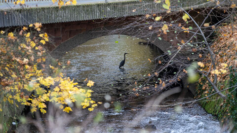 Ein Fischreiher auf der Suche nach frischem Fisch an der Gersprenz