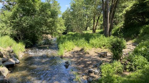 Ein naturnaher Bach umgeben von grünen Bäumen