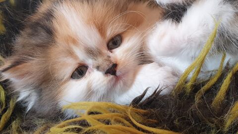 Qualzucht bei Katzen Eine Babykatze liegt auf einer Decke und schaut in die Kamera