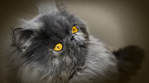 Perserkatze Graue Perserkatze mit klein gezüchteter Nase