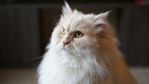 Perserkatze  weiße Perserkatze