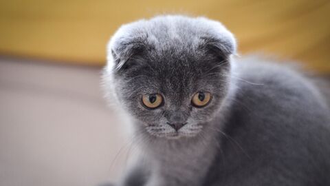 Scottish Fold Katze  junge Scottish Fold Katze grau