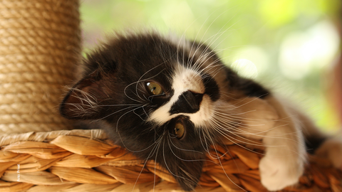 Qualzucht bei Katzen Eine kleine Katze liegt auf einem Kratzbaum