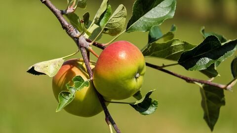 Nachpflanzung von Obstbäumen Äpfel hängen am Apfelbaum