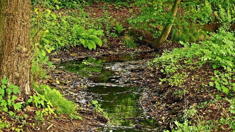 Bach Ein schmaler Bach mit grün bewachsenem Ufer