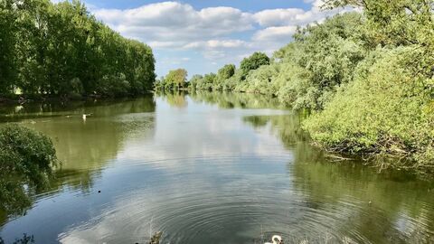 Naturschutzgebiet Schusterwörth mit Weichholzaue Kühkopf Naturschutzgebiet Schusterwörths bewachsendes Ufer mit Wasserpflanzen und Bäumen.