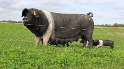 Ein Mutterschwein und sein Ferkel