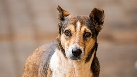 Hund auf einer Straße