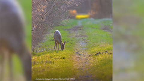 Ein Reh steht auf einer Wiese