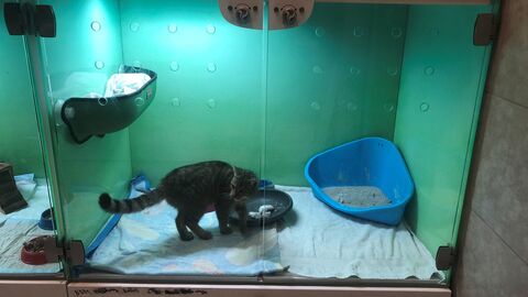 Eine Katze in einer Box aus Glas