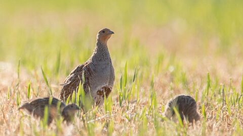 Rebhühner auf einer Wiese