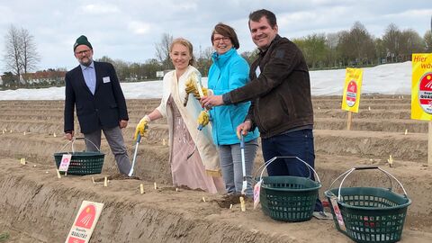 Vier Personen stechen Spargel