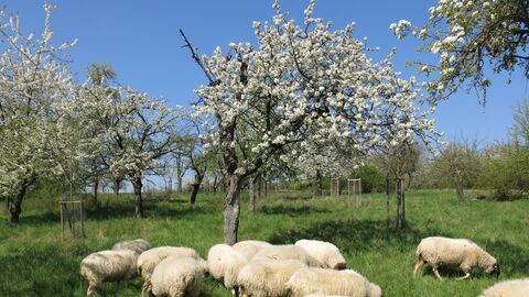 Schafe weiden unter hochstämmigen Obstbäumen
