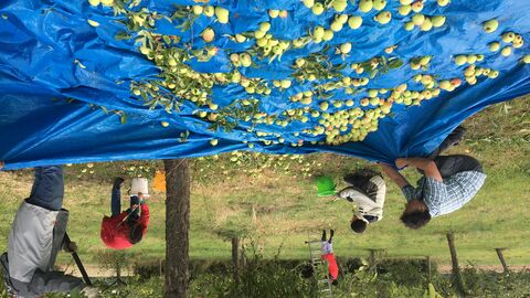 Menschen bei der Lese von Streuobst