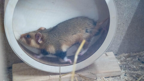 Feldhamster in einem Laufrad