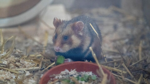 Feldhamster in der Aufzuchtstation Langgöns