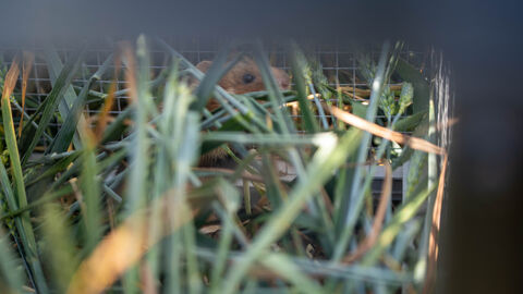 Der Feldhamster wurde in die Wildnis entlassen