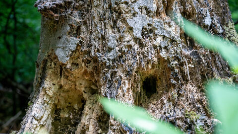 Ein Höhle im Stamm eines toten Baumes