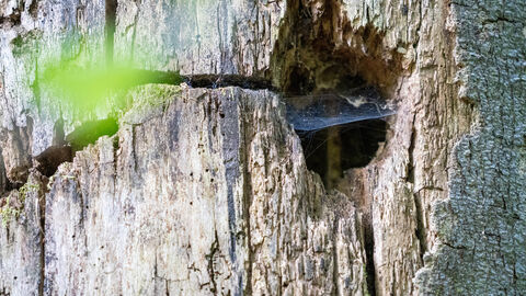 Ein Höhle im Stamm eines toten Baumes