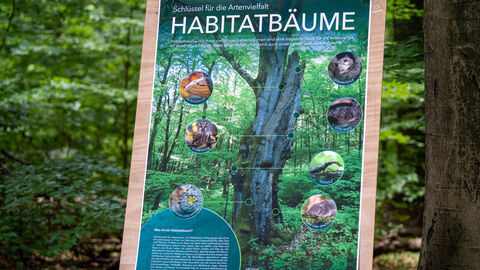 Ein Plakat mit einem Habitatbaum 