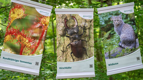 Drei Plakate hängen in einem Baum
