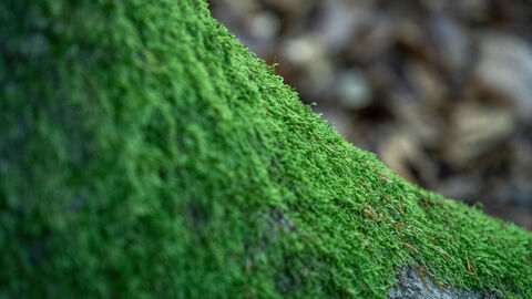 Moss auf einem Baumstamm