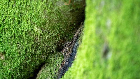 Moos wächst auf einem Baum